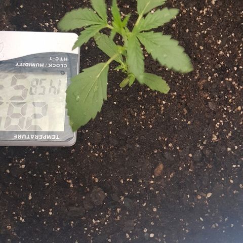 Pequeña Gran Marley growlog photo: Luego de regado con 900 cc de agua de lluvia