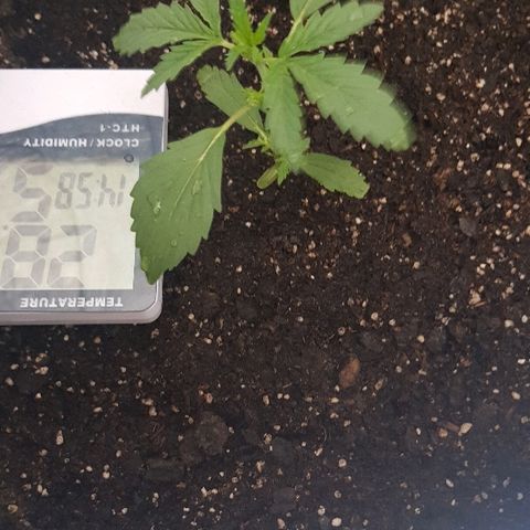 Pequeña Gran Marley growlog photo: Luego de regado con 900 cc de agua de lluvia