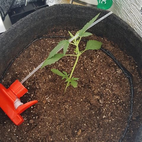 Pequeña Gran Marley growlog photo: Continuo con el LST