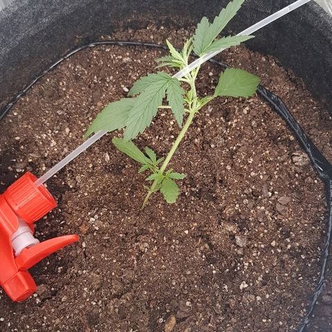 Pequeña Gran Marley growlog photo: Continuo con el LST