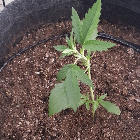 Pequeña Gran Marley growlog photo: Continuo con el LST