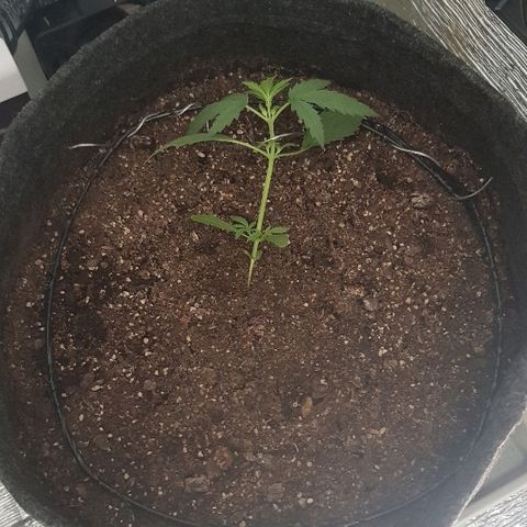 Pequeña Gran Marley growlog timeline photo