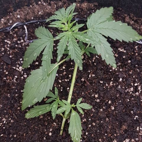 Pequeña Gran Marley growlog photo: Luego del regado
