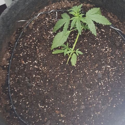 Pequeña Gran Marley growlog photo: Luego del regado