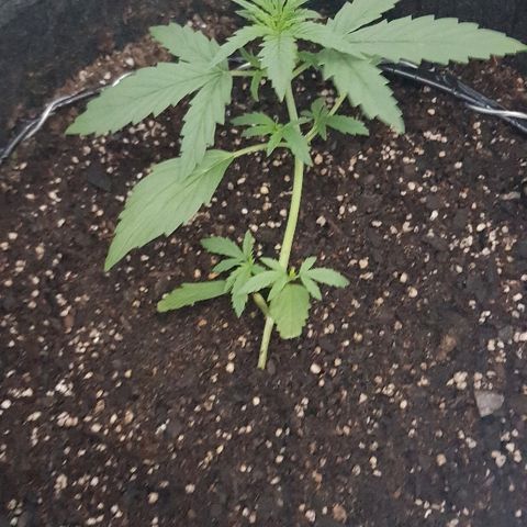 Pequeña Gran Marley growlog photo: Luego de 2hs de regado