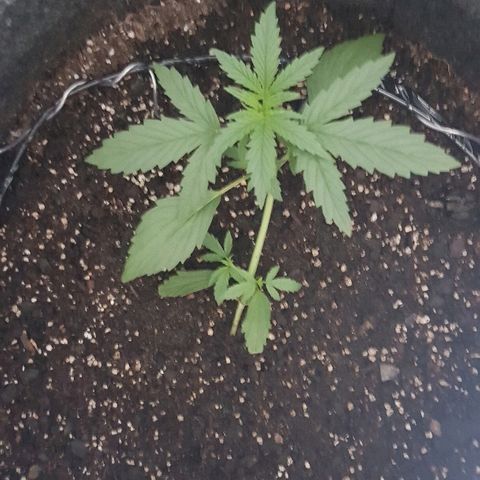 Pequeña Gran Marley growlog photo: Luego de 2hs de regado