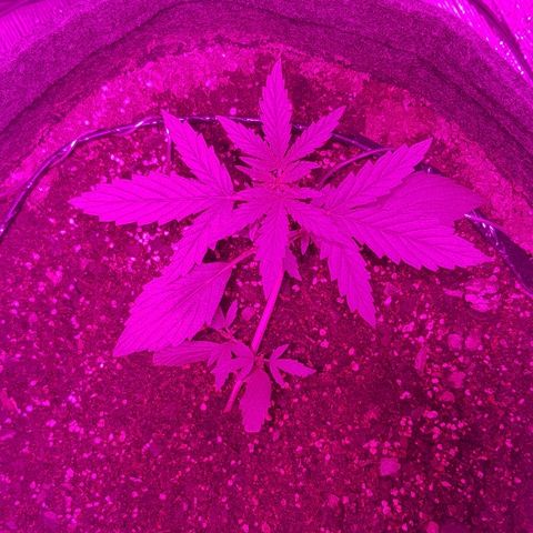 Pequeña Gran Marley growlog timeline photo