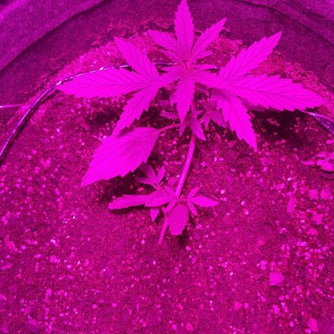 Pequeña Gran Marley growlog timeline photo