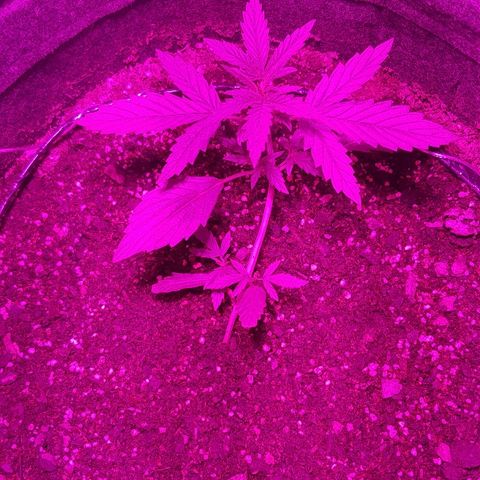 Pequeña Gran Marley growlog timeline photo