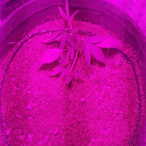 Pequeña Gran Marley growlog timeline photo