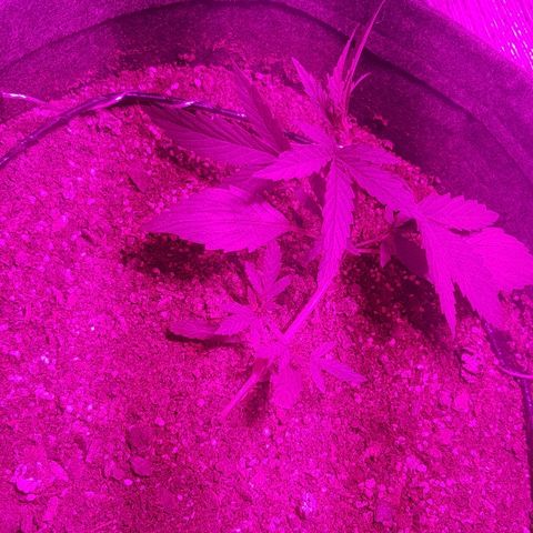 Pequeña Gran Marley growlog timeline photo