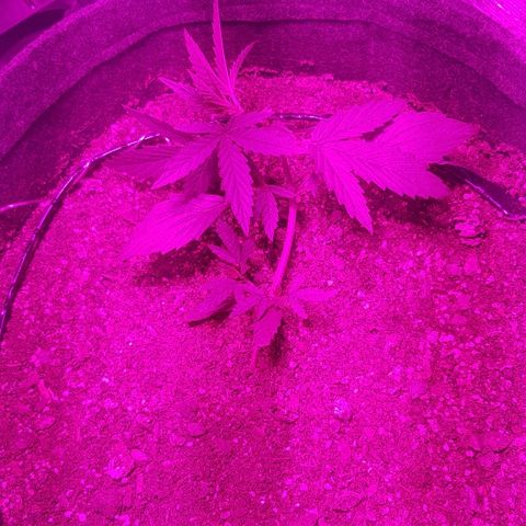 Pequeña Gran Marley growlog timeline photo