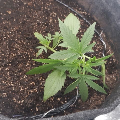 Pequeña Gran Marley growlog timeline photo