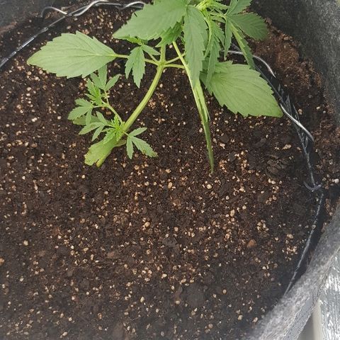Pequeña Gran Marley growlog timeline photo