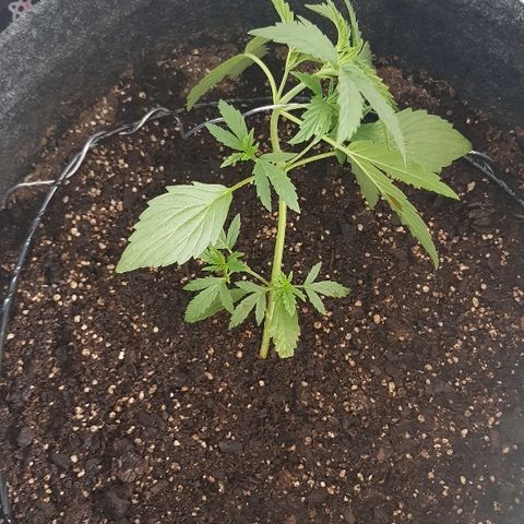 Pequeña Gran Marley growlog timeline photo