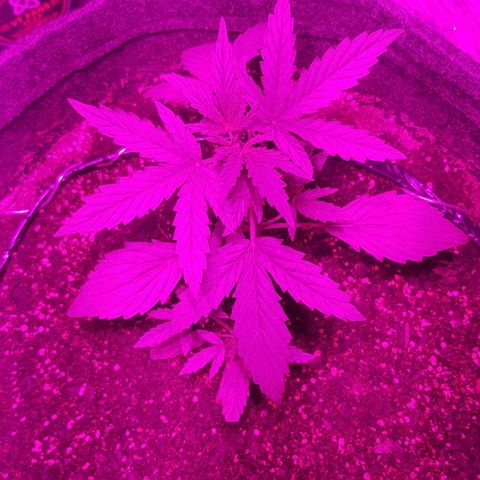 Pequeña Gran Marley growlog timeline photo