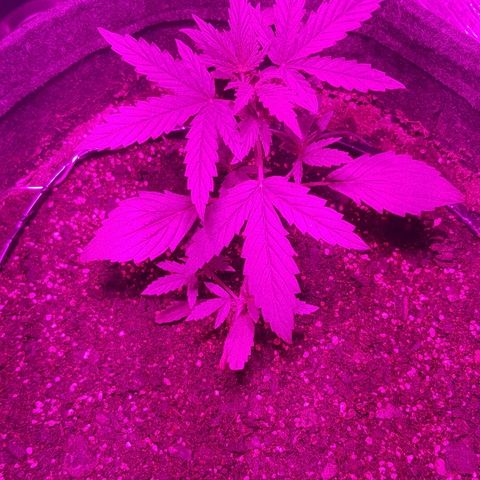 Pequeña Gran Marley growlog timeline photo