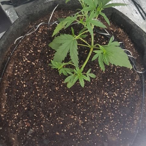 Pequeña Gran Marley growlog timeline photo