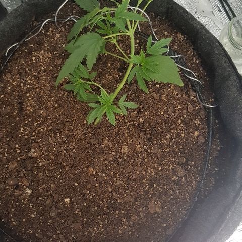 Pequeña Gran Marley growlog timeline photo