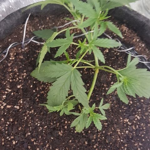 Pequeña Gran Marley growlog timeline photo