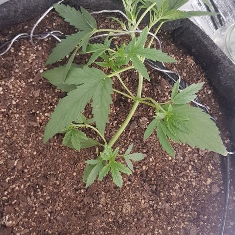Pequeña Gran Marley growlog timeline photo