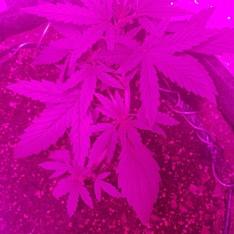 Pequeña Gran Marley growlog timeline photo