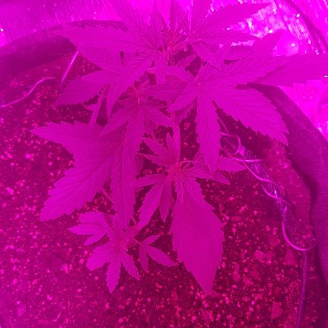 Pequeña Gran Marley growlog timeline photo