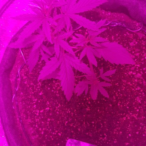 Pequeña Gran Marley growlog timeline photo
