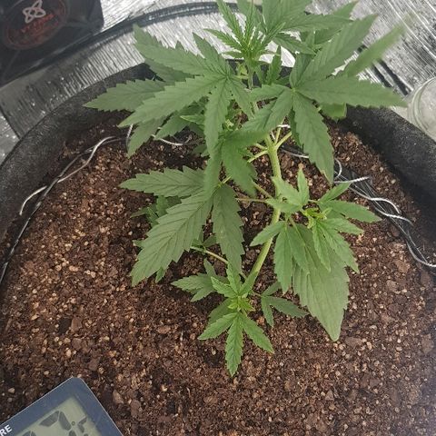 Pequeña Gran Marley growlog timeline photo