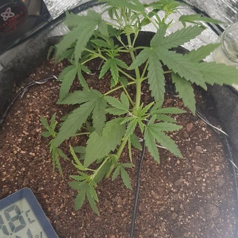 Pequeña Gran Marley growlog timeline photo