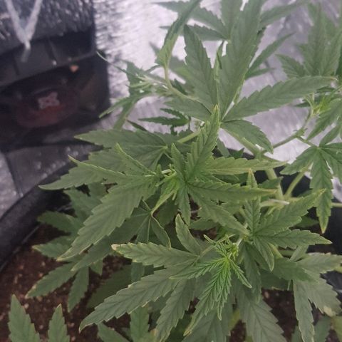 Pequeña Gran Marley growlog timeline photo