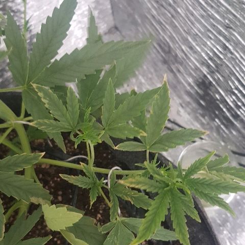 Pequeña Gran Marley growlog timeline photo