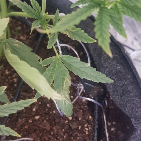 Pequeña Gran Marley growlog timeline photo