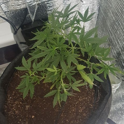 Pequeña Gran Marley growlog timeline photo