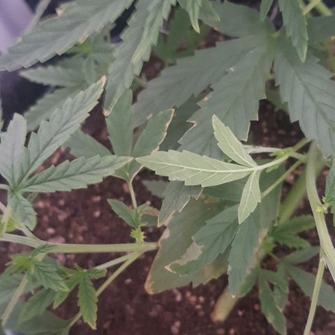Pequeña Gran Marley growlog timeline photo