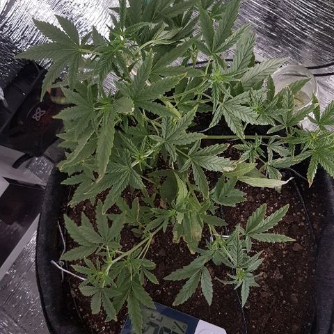Pequeña Gran Marley growlog timeline photo