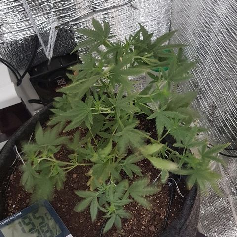 Pequeña Gran Marley growlog timeline photo