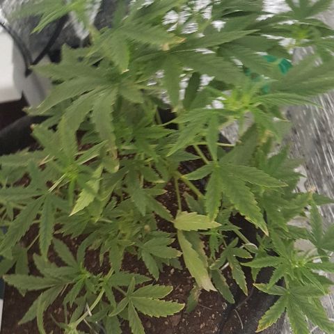 Pequeña Gran Marley growlog timeline photo