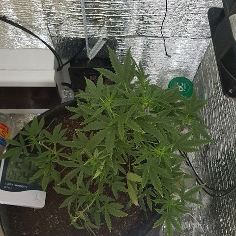 Pequeña Gran Marley growlog timeline photo