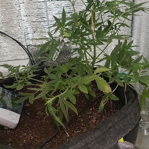 Pequeña Gran Marley growlog timeline photo