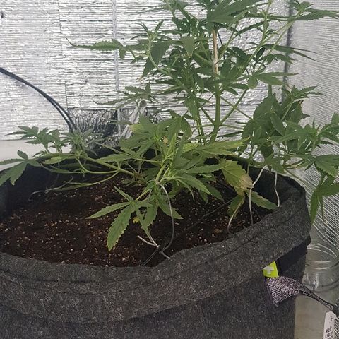 Pequeña Gran Marley growlog timeline photo