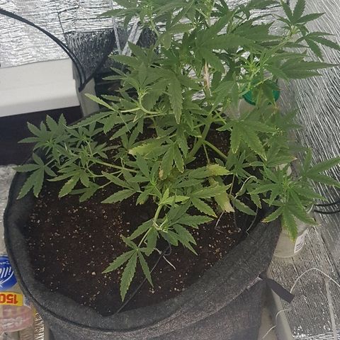 Pequeña Gran Marley growlog timeline photo