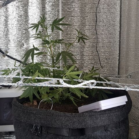 Pequeña Gran Marley growlog timeline photo