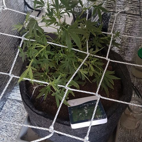 Pequeña Gran Marley growlog timeline photo