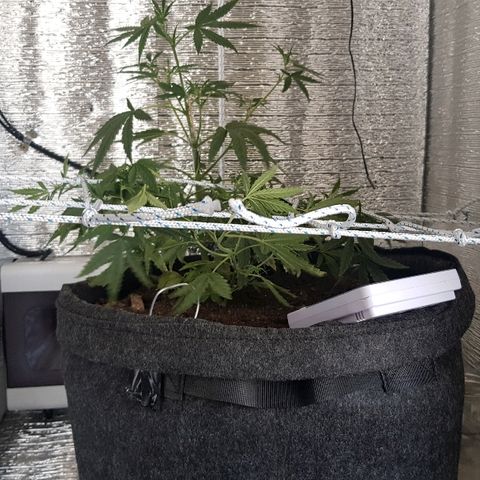Pequeña Gran Marley growlog timeline photo