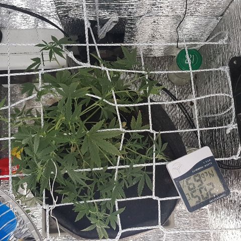 Pequeña Gran Marley growlog timeline photo