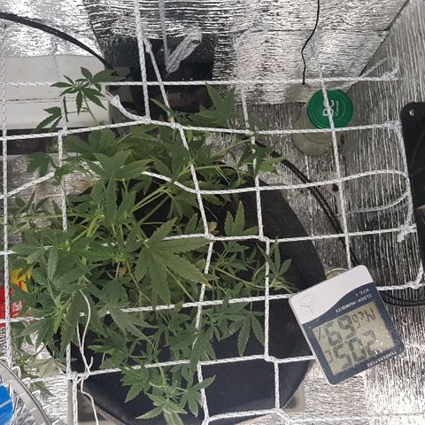 Pequeña Gran Marley growlog timeline photo