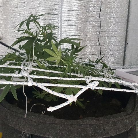 Pequeña Gran Marley growlog timeline photo