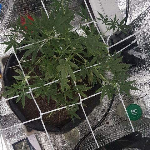 Pequeña Gran Marley growlog timeline photo