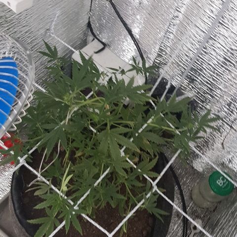 Pequeña Gran Marley growlog timeline photo